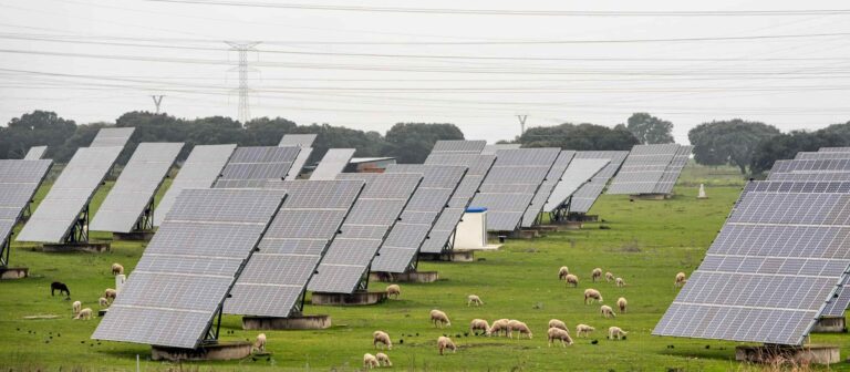 Rentabilizar un terreno rústico: placas solares y cabras
